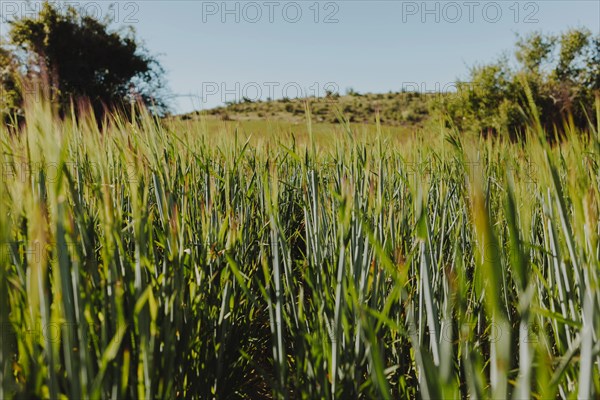 Landscape green field