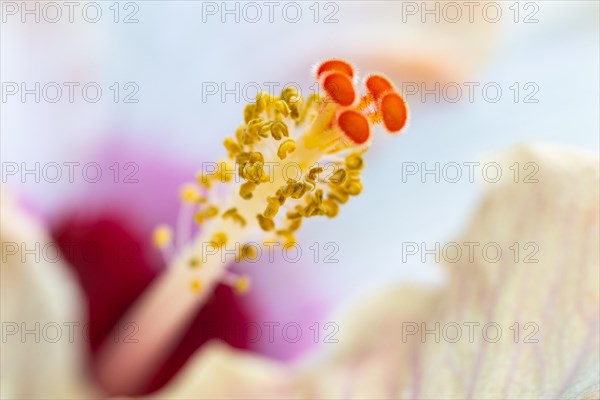 (Hibiscus), malvales (Malvaceae), Valle de Cauca, Colombia, South America