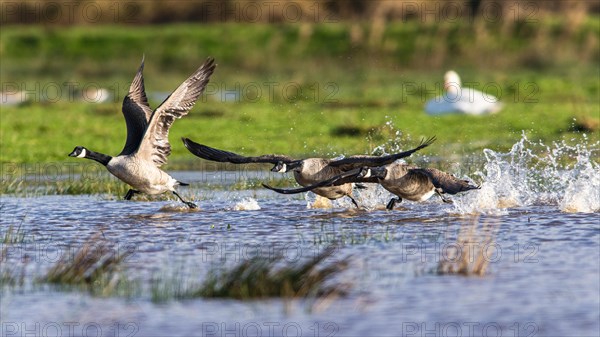 Canada Goose