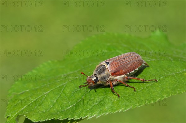 Cockchafer