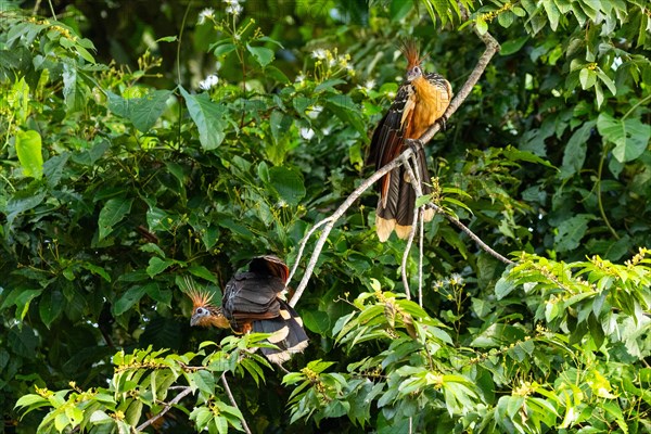 Hoatzin