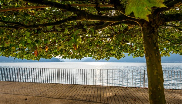 Tree with Branch on the Waterfront with Railing to Lake Lugano with Mountain in a Sunny Summer Day in Bissone