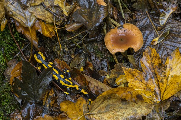 Fire salamander