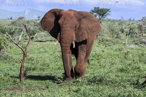 African elephant