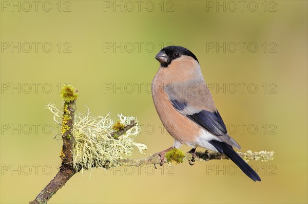 Eurasian bullfinch