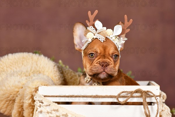 Cute French Bulldog puppy with reindeer antlers on brown background