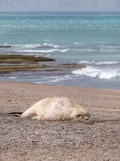 Southern elephant seal