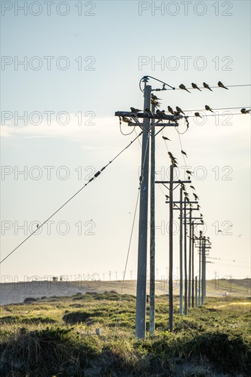 Rock parakeets