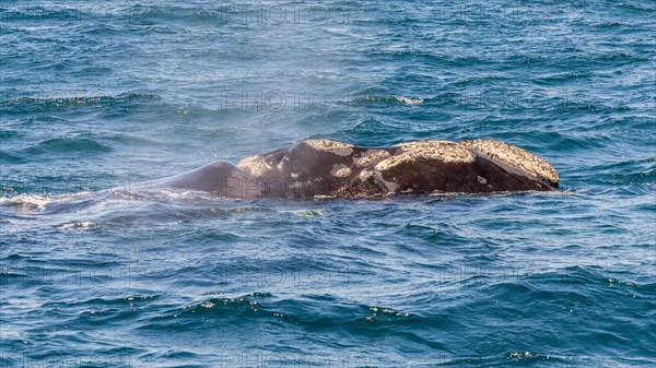 Southern right whale