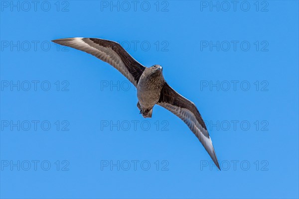 Brown Skua