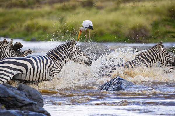 Plains zebra