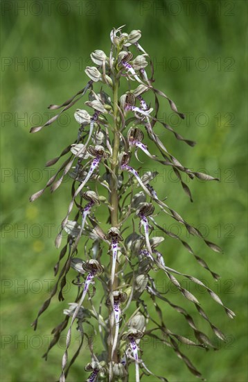 Lizard orchid