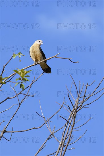 Yellow-headed Caracara