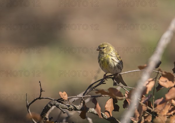 Serin