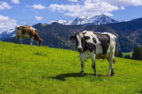 Cows on the pasture