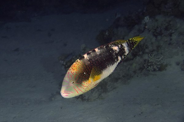 Male abudjubbe