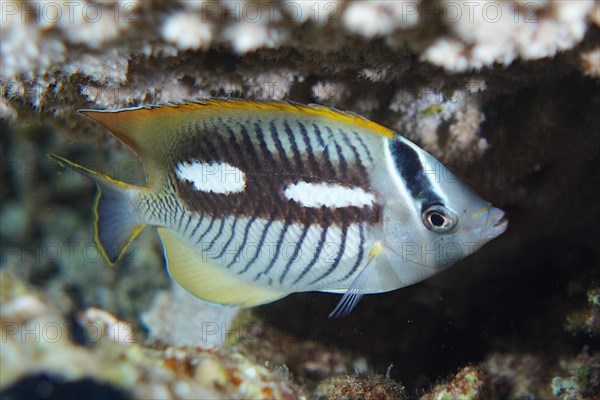 Chevron butterflyfish