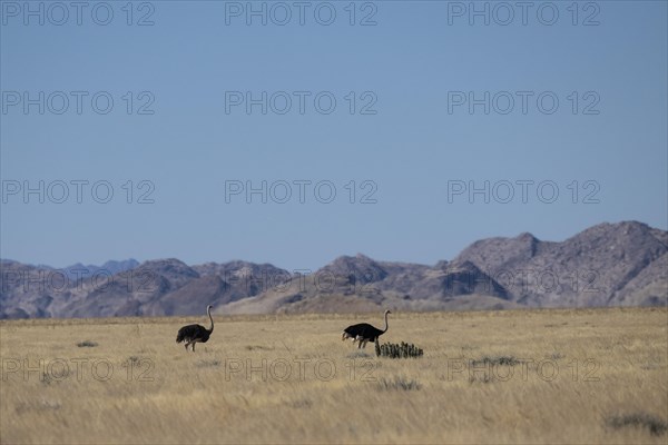 Common ostriches