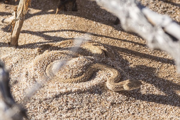 Dwarf puff adder