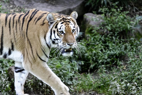 Siberian tiger