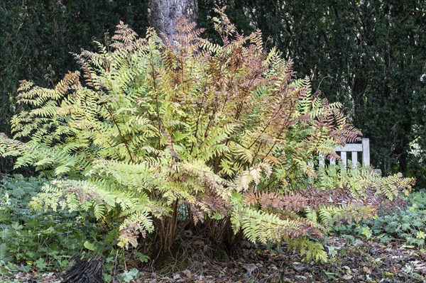 Royal fern