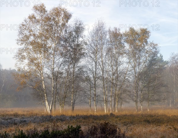 Landscape in the Elmpter Schwalmbruch
