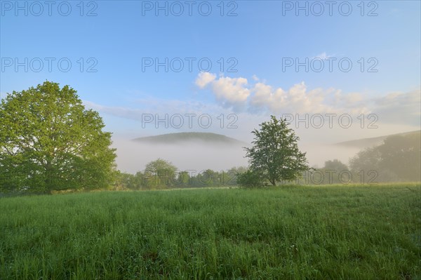 Meadow