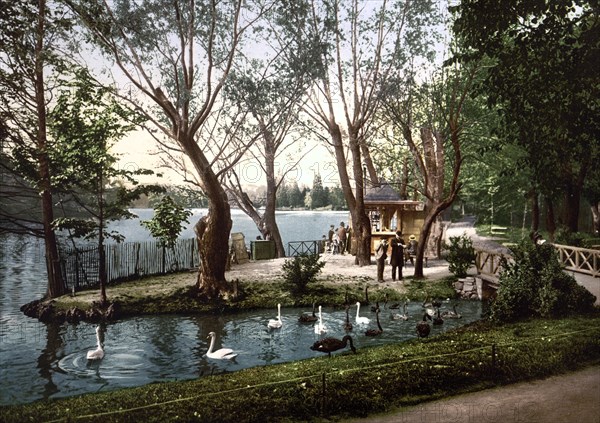 The swans in the Tete d'Or park