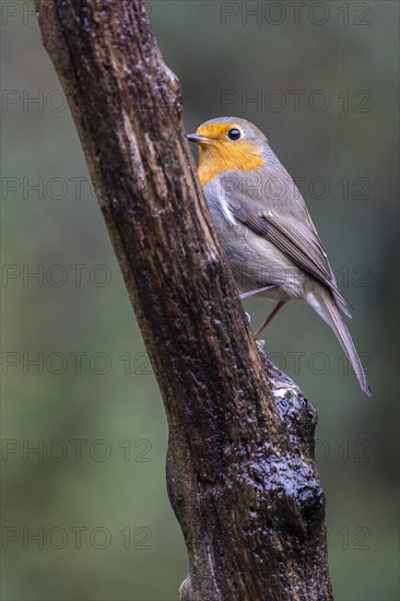 European robin