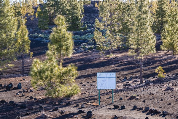 Canary Island pines