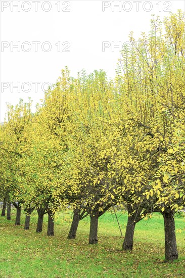 Apple trees in autumn in a meadow