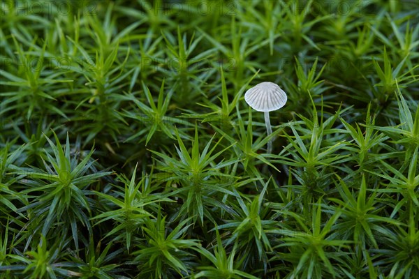 A small lamellar fungus grows between moss. Germany