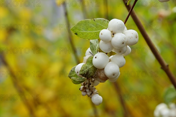 Common snowberry