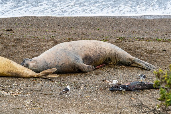 Southern elephant seal