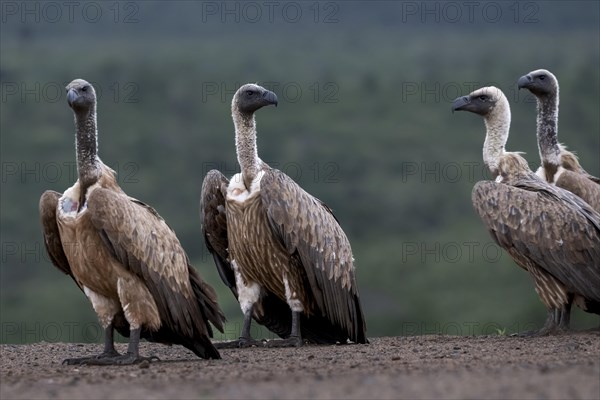 White-backed vulture