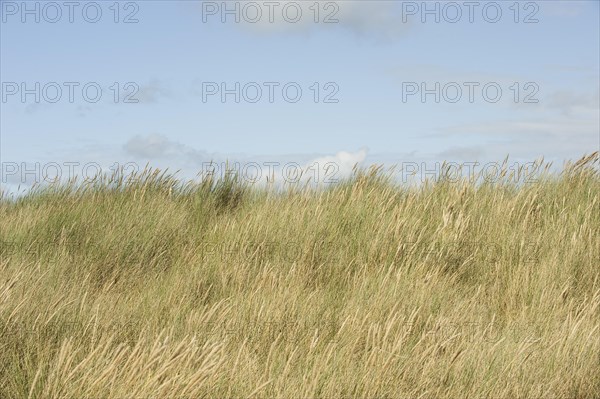 Dune landscape at Ellenbogen