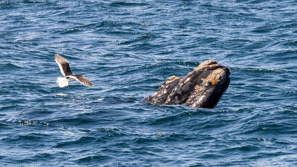 Southern right whale