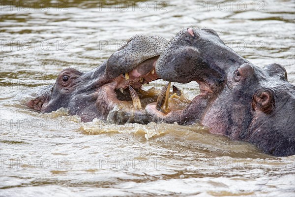 Hippopotamus