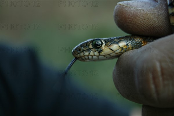 Close-up of a man's hand holding a snake with its tongue out
