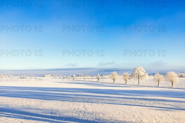 View at a wintry countryside and a line of frosty trees on a field with animal tracks in the snow