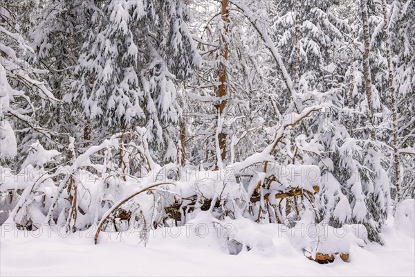 Fallen tree in an old growth forest with deep snow a cold winter