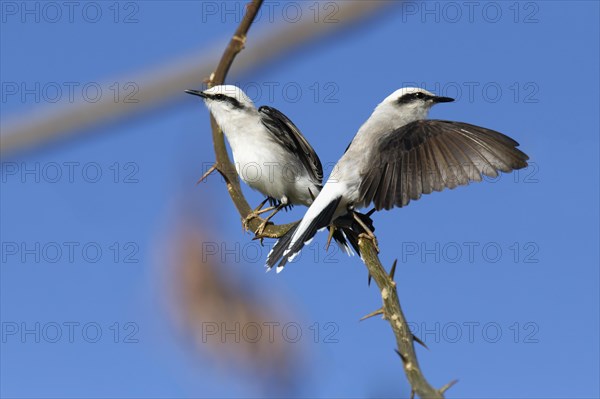 Courtship display of a couple of Masked Water-Tyrant