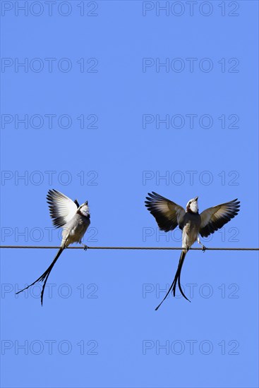 Courtship display of a couple of Streamer-tailed Tyrant