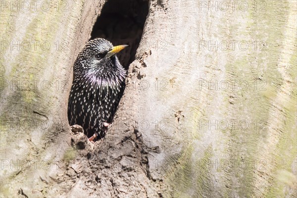 Common starling