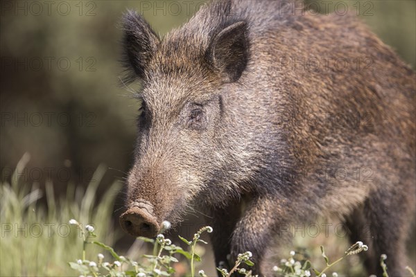 Wild boar