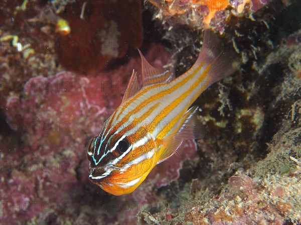 Golden-striped cardinalfish