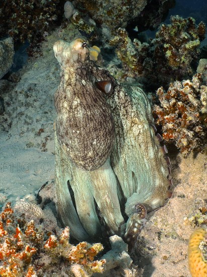 Great Blue Octopus