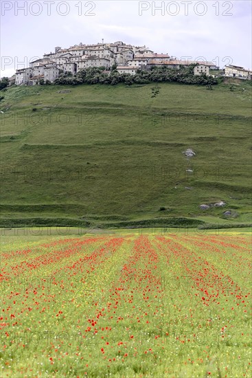 Castelluccio in the Sibillini Mountains during wildflower season