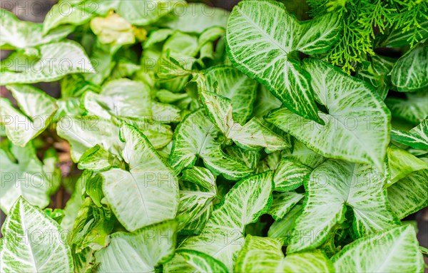 Caladium leaves background. Details of caladium plants in a garden. Tropical Caladium Leaves