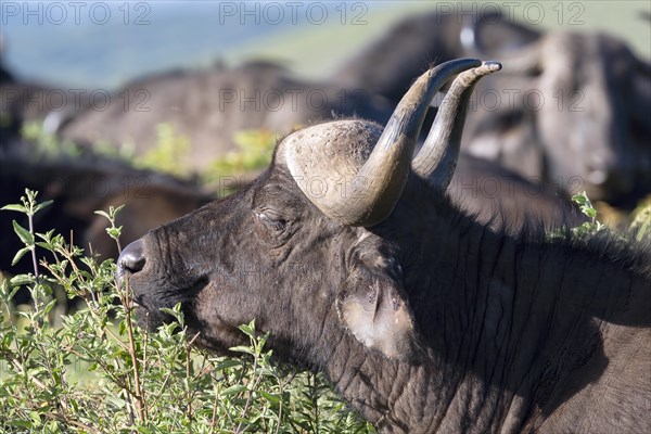 Cape buffalo